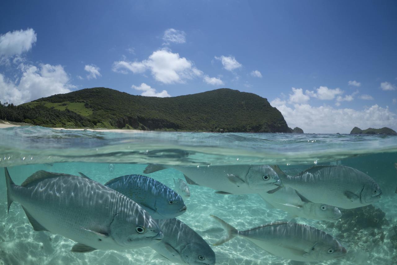 Вілла Arajilla Retreat Lord Howe Island Екстер'єр фото